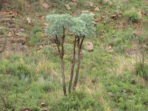 Cabbage Tree - The leaves look like American Oak Leaves.